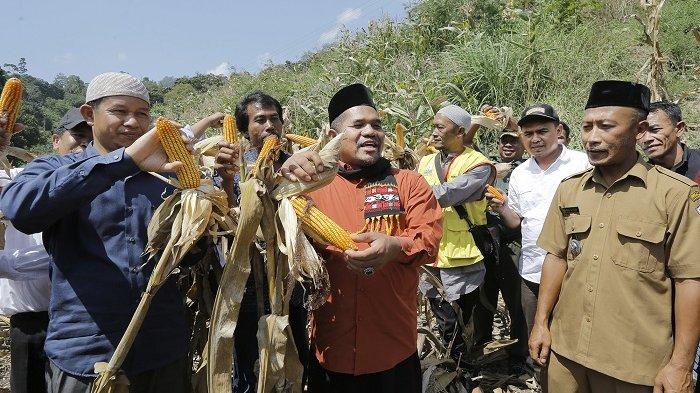 Kelompok Tani di Bener Meriah Panen Jagung 20 Hektare, Hasilnya Capai 7 Ton Lebih Per Hektare